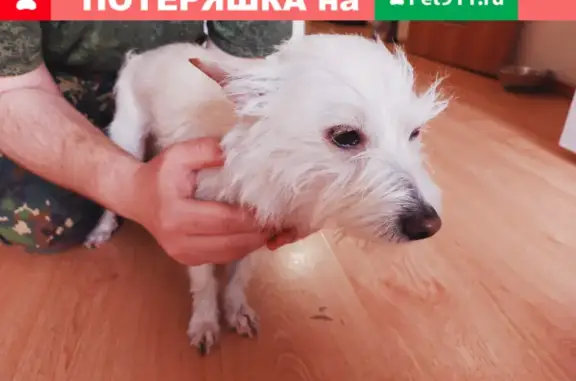 Найдена собака на Российской в Краснодаре