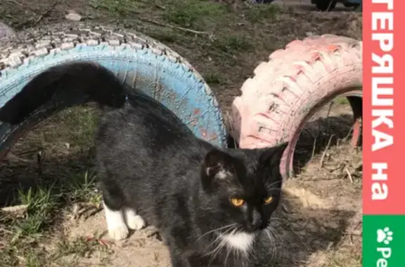 Найдена кошка на улице Карпинского, 2