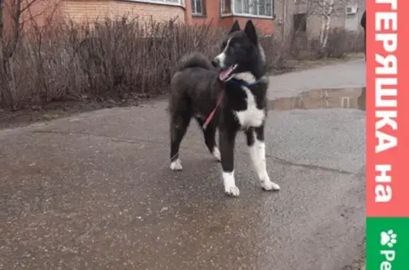 Найдена собака Лайка на проспекте Ленина, 8!
