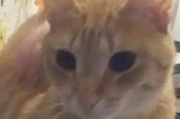 Кошки потеряшки, Тверь, фото: Потеряшка кот на ул. Кутузова, 97, Тверь