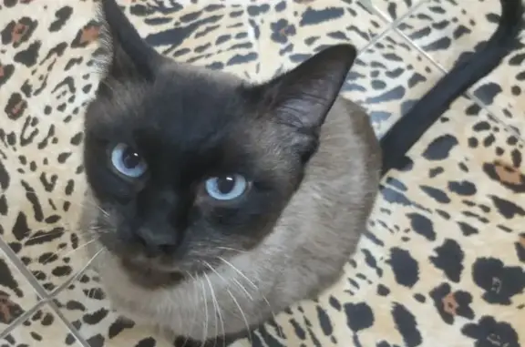 Найден тайский кот на улице Бейсугской, ищем новых хозяев