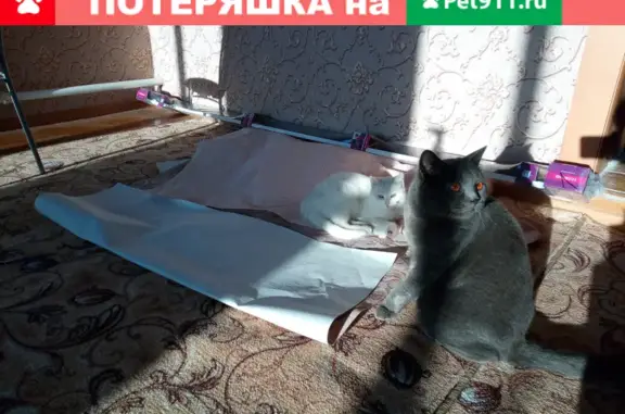 Пропал британский кот Ветерок на улице Маяковского