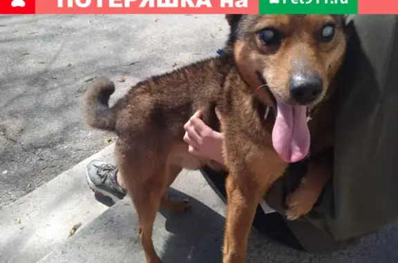 Собака-мальчик на ул. Попова, 20 в Ставрополе