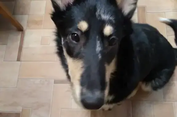 Пропала собака на 3 Порт-Артуском, Новосибирск