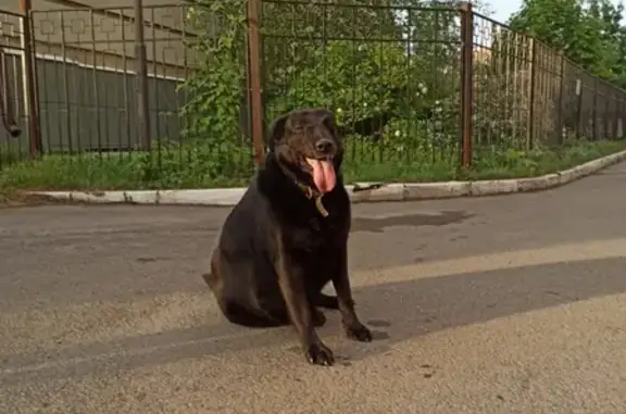 Пропала собака на улице Сафьян, 7 в Казани!