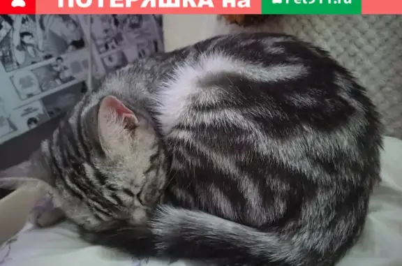 Потерянная породистая кошка на ул. Тимирязева, 6 в Казани