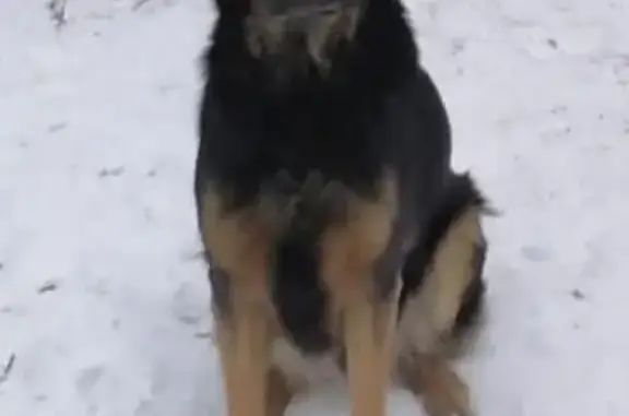Пропала собака в Байкалово, Свердловская область