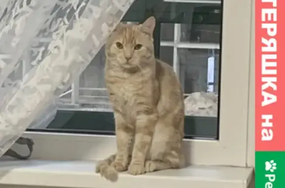 Кошки потеряшки, Санкт-Петербург, фото: Потеряшка кот Олли в Мурино, ул. Шувалова 23