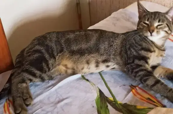 Кошки потеряшки, Санкт-Петербург, фото: Потеряшка кошка на пр. Энгельса, 149 к2, СПб