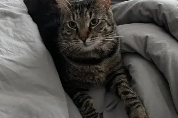 Кошки потеряшки, Санкт-Петербург, фото: Потеряшка кот Френк в кп «Иннола парк», Чемпионская ул.