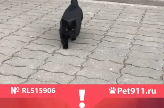 Пропала кошка по адресу Великий Новгород, Белорусский переулок, 1.