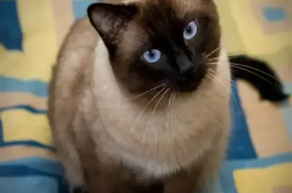 Пропала Тайская кошка на улице Фучика, 15 в Нижнем Новгороде