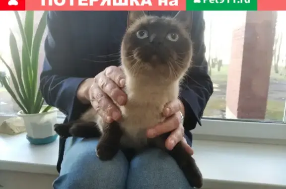 Кошка найдена на Дворцовой площади, СПб