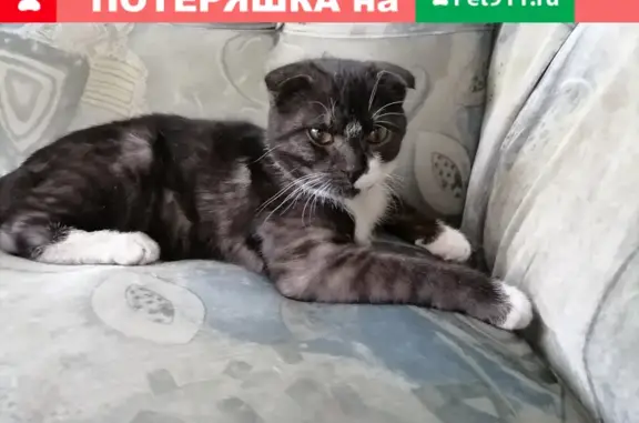 Найден кот на ул. Коммунальная 17Б