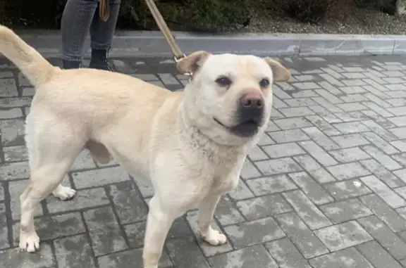 Найдена собака возле торгового центра на пр. М. Нагибина, Ростов-на-Дону