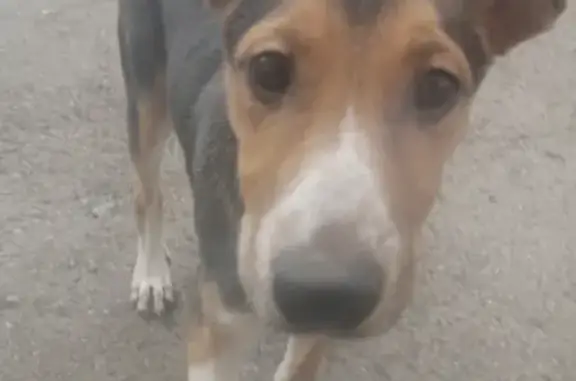 Собака найдена на Сунгарийской, 46 в Хабаровске