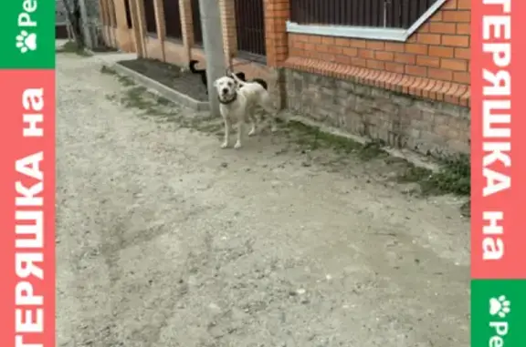 Собака с ошейником на ул. Ленина, 101, Кореновское