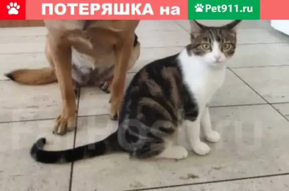 Пропала кошка Кошка-Тута во Владивостоке