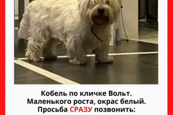 Пропала собака на Советской, 35