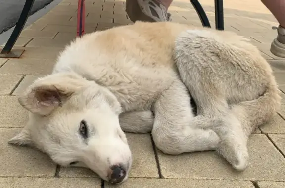 Собака найдена на ул. 9 Января, Воронеж.