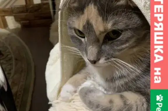 Потерянные животные Ростов-на-Дону, фото: Пропала кошка в Ростове: серенькая с пятнышками на 39-й линии, 1А.