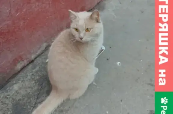 Найдена кошка на ул. Юных Ленинцев, Москва