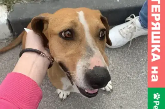Найдена собака в Янтарном, Ростовская область