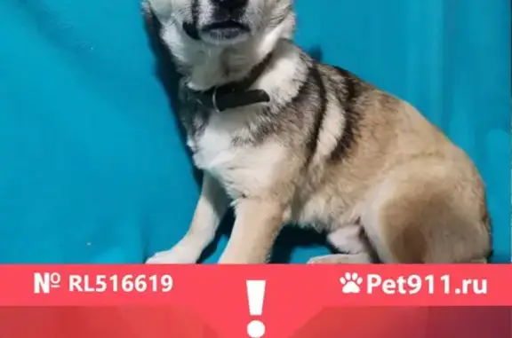 Собаки потеряшки, Санкт-Петербург, фото: Потеряшка собака Рамон в Шкиперском саду, СПб (тел. 89046471751)