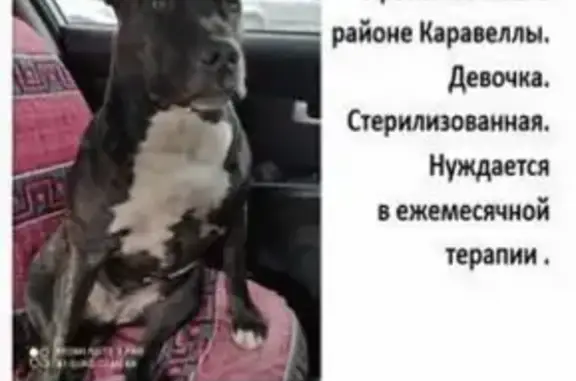 Пропала собака АСТИ в районе базы отдыха Каравелла, Севастополь