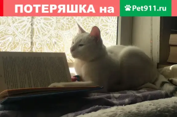 Пропал кот Зефир в районе Садового переулка, Подольск