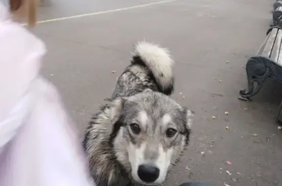 Собака на набережной ул. Берег Волги, Энгельс