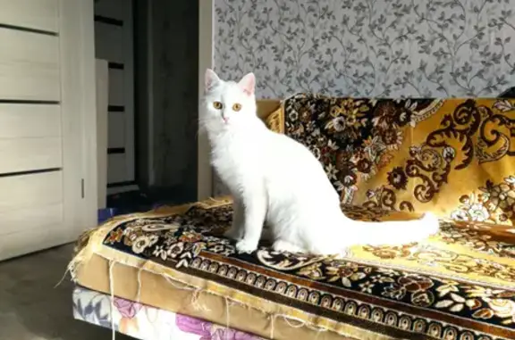 Найдена белая кошка в доме №9 на ул. Глеба Успенского