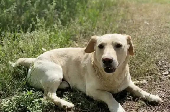 Пропала собака Васька в Красном поселении