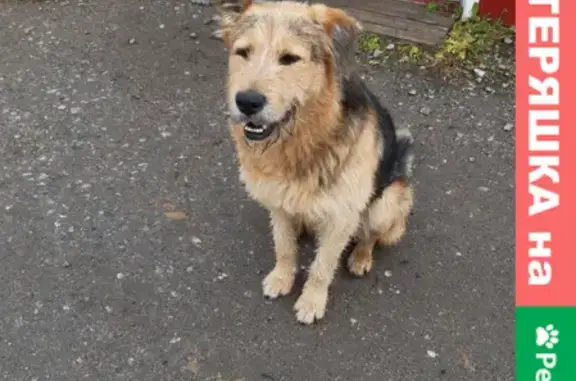 Собаки потеряшки, Санкт-Петербург, фото: Потеряшка собака на Дворцовой площади