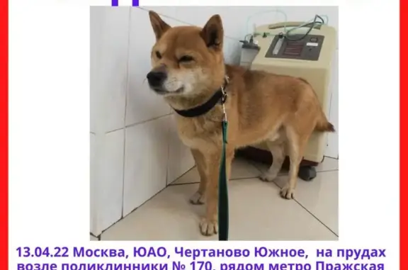 Найдена сиба-мальчик в Москве