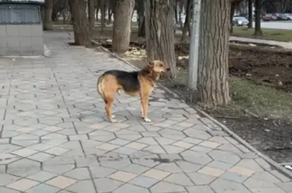Найдена собака на Нахимовском пр-те, Москва