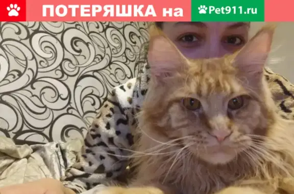 Пропал кот Арсик, ул. Кольцова 3Д, Саратов. Вознаграждение!