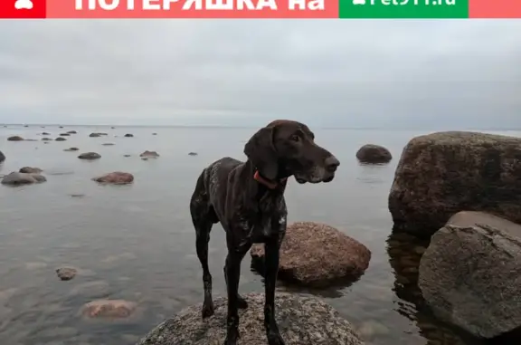 Собаки потеряшки, Санкт-Петербург, фото: Потеряшка курцхар на пр. Луначарского, 1 к1, СПб