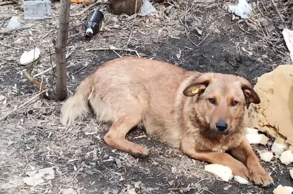 Найден рыжий пёс на Барнаульской улице, Саратов