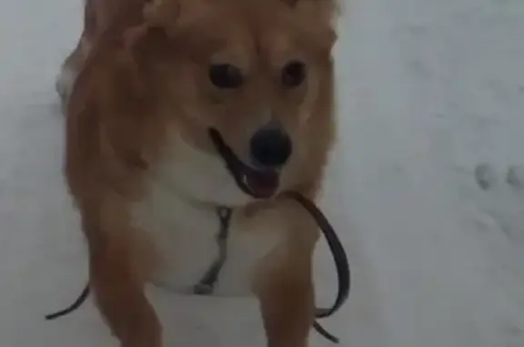 Пропала собака на Коммунистическом проспекте, Северск