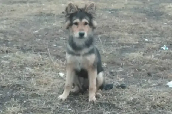 Найден щенок на Мостовой, 53Б