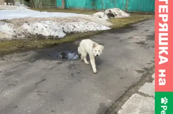 Собака с ошейником на Рублёво-Успенском шоссе