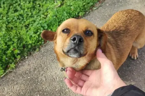 Найдена собака на ул. Шевченко в Краснодаре