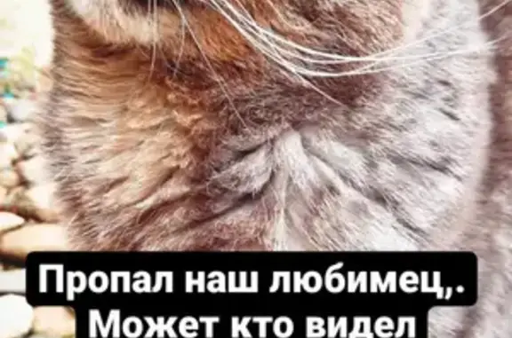Пропал кот Феля возрастом 3 года в Михайловской, ул. Зорько 34