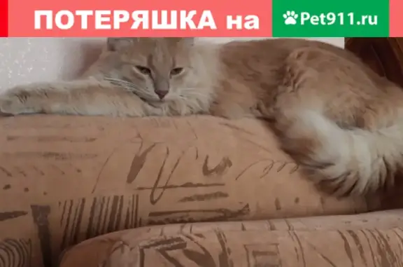Пропал кот Персик на ул. Красногвардейской (Бугуруслан)