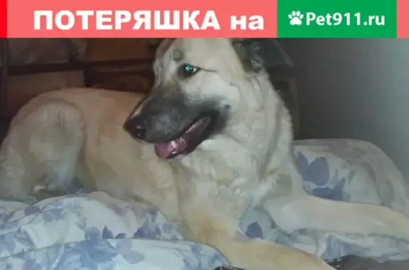Пропала собака Дина в Алексеевке, ищем помощи