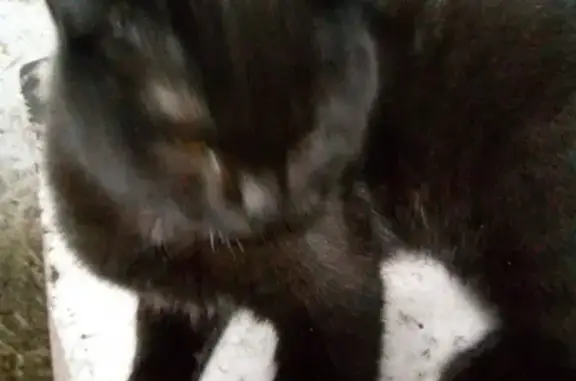 Кошки потеряшки, Тамбов, фото: Потеряшка кот на улице Сенько, Тамбов-4