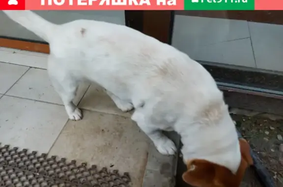 Найдена собака на Декабристов, 78 к4, Сочи