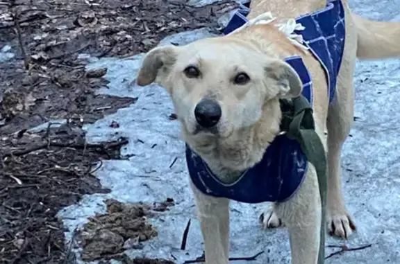 Собаки потеряшки, Москва, фото: Потеряшка собака на Карельском бульваре, вознаграждение 5000 руб.