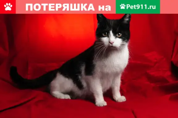 Найдена кошка на улице Лежневской, ищет дом.
